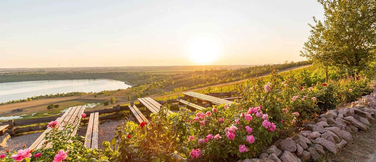 Weinbau am Geiseltalsee - Aussicht im Sonnenuntergang