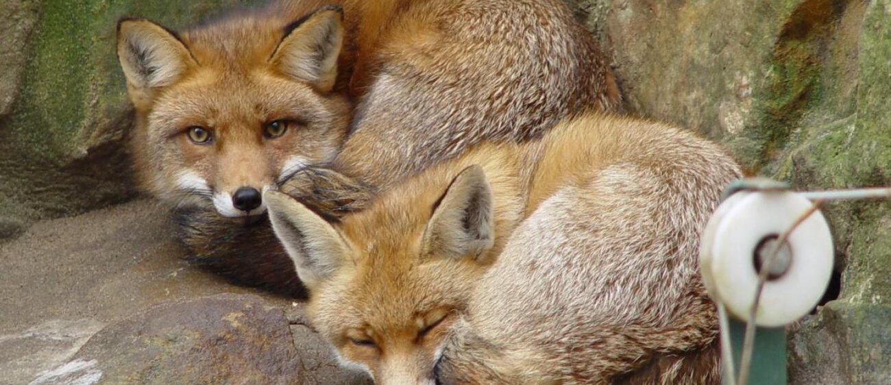 Füchse im Heimatnaturgarten Weißenfels