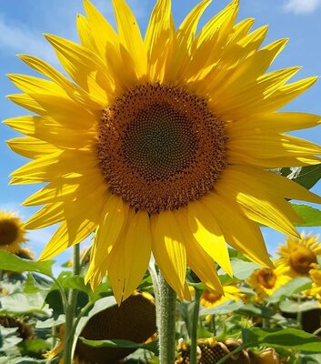 Landwirtschaftsbetrieb Susanne Holter