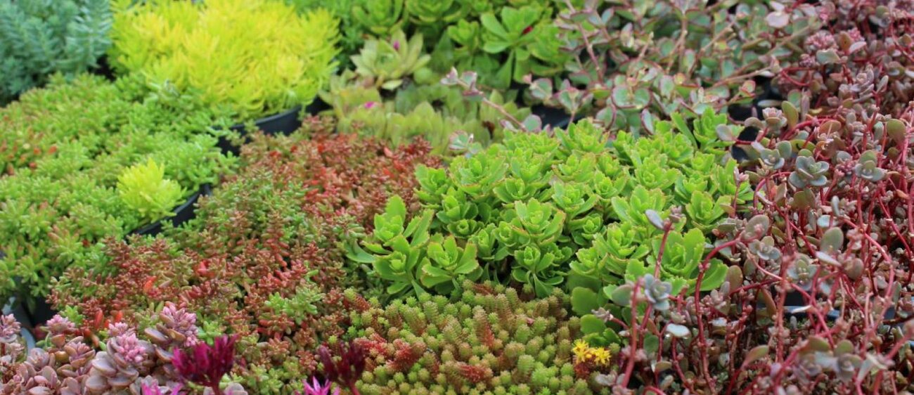 Eine Angebotsauswahl und einige Eindrücke des Pflanzenhof Zöthen.