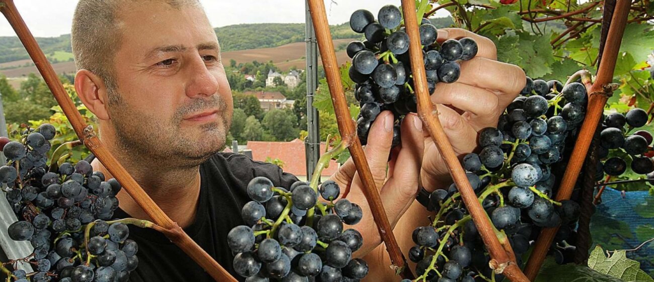 Wein