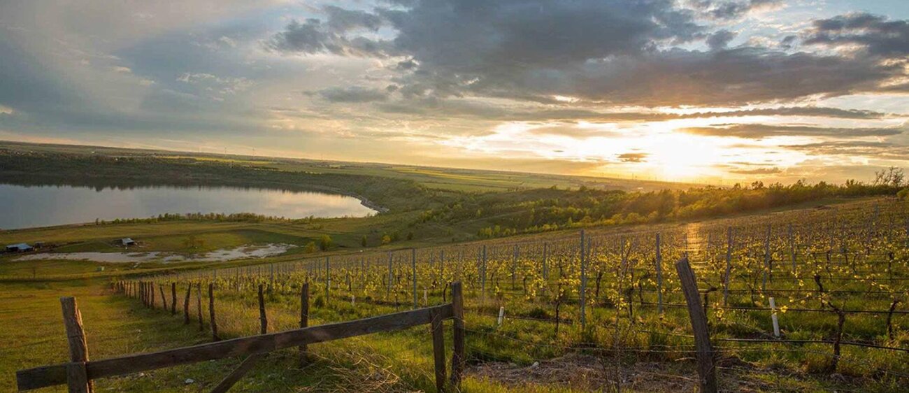 Weinbau am Geiseltalsee - Blick auf See im Sonnenuntergang