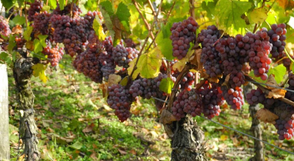 Weinstock Traminer kurz vor der Weinlese