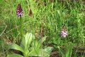 Orchideenwanderung
