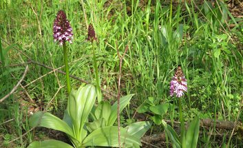 Orchideenwanderung mit Weinerlebnisbegleiterin Iris Hölzer