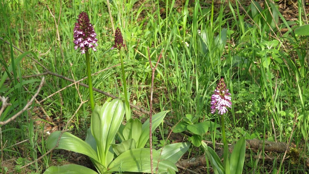 Orchideenwanderung mit Weinerlebnisbegleiterin Iris Hölzer