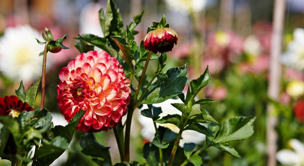 Dahlien im Garten des Dahlienzentrums Bad Köstritz