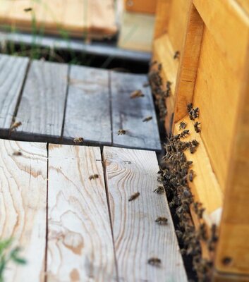 Bienenhonig über den Dächern Naumburgs