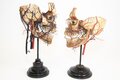Anatomische Sammlung Jena – Dauerausstellung