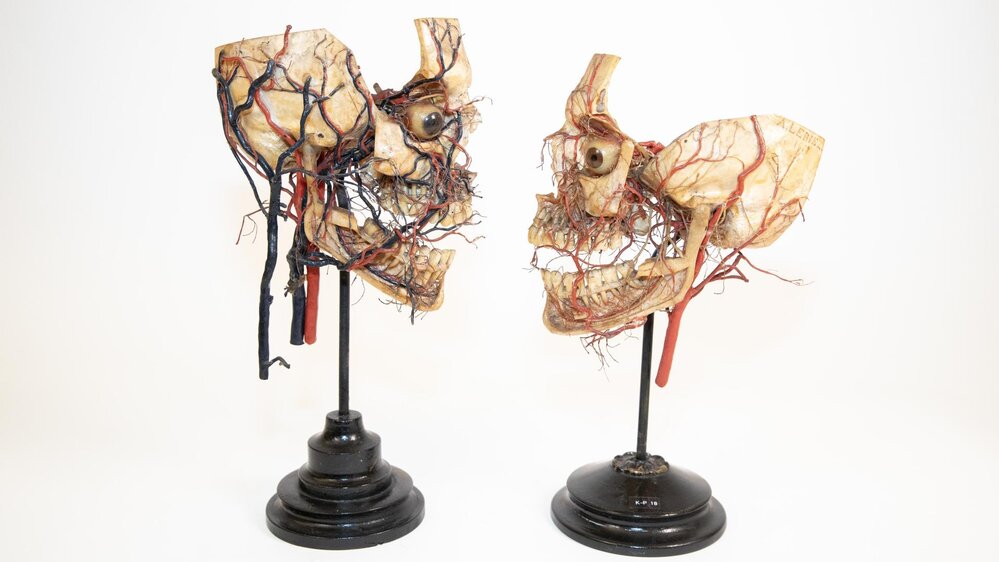 Anatomische Sammlung Jena – Dauerausstellung