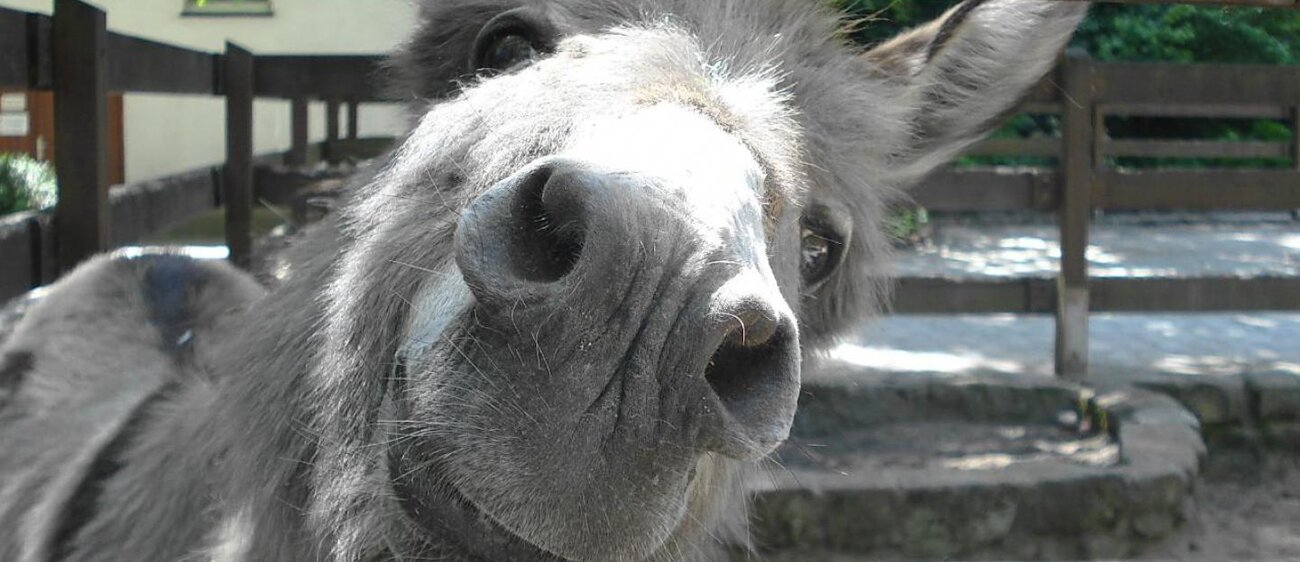 Esel im Heimatnaturgarten Weißenfels