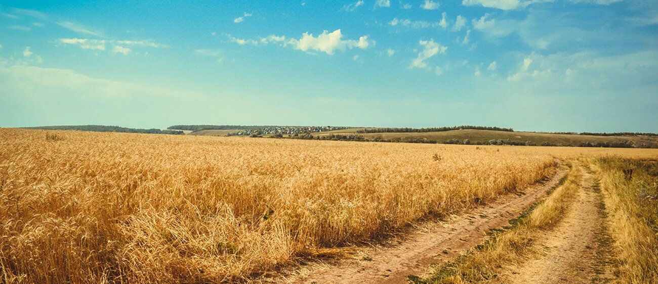 Weg übers Feld.