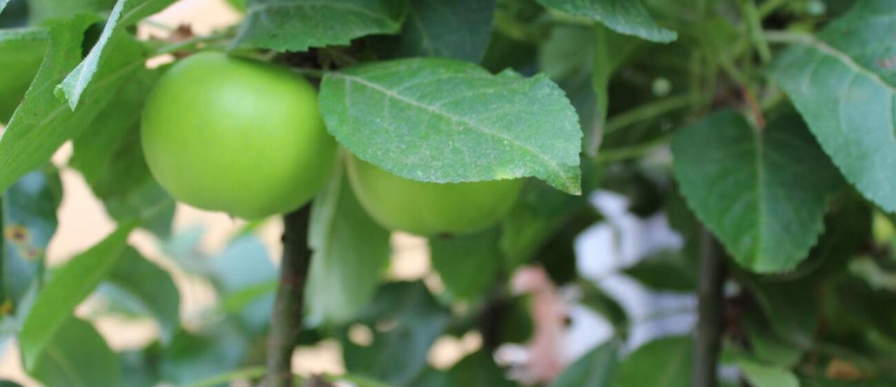 Eine Angebotsauswahl und einige Eindrücke des Pflanzenhof Zöthen.