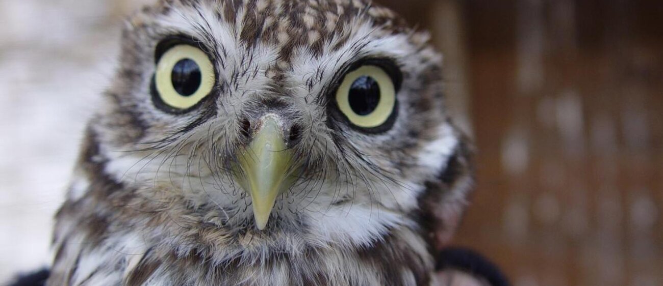 Eule im Heimatnaturgarten Weißenfels