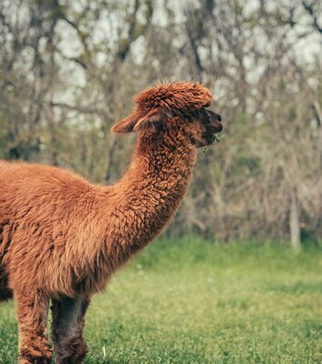 Sonnenschein Alpakas