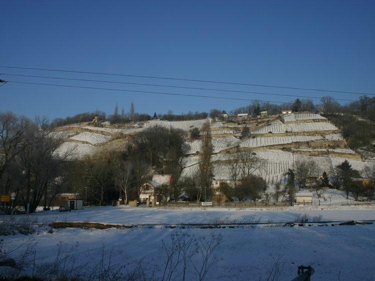 Advent in den Weinbergen