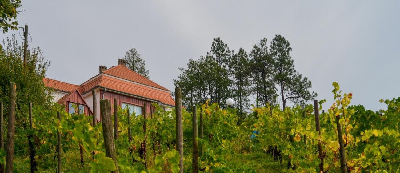 Max-Klinger-Weinberg Großjena