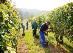 Weingut-Zahn-Kaatschen-Weinberg