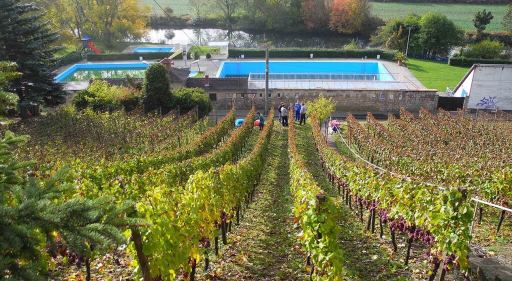 Weinbergblick