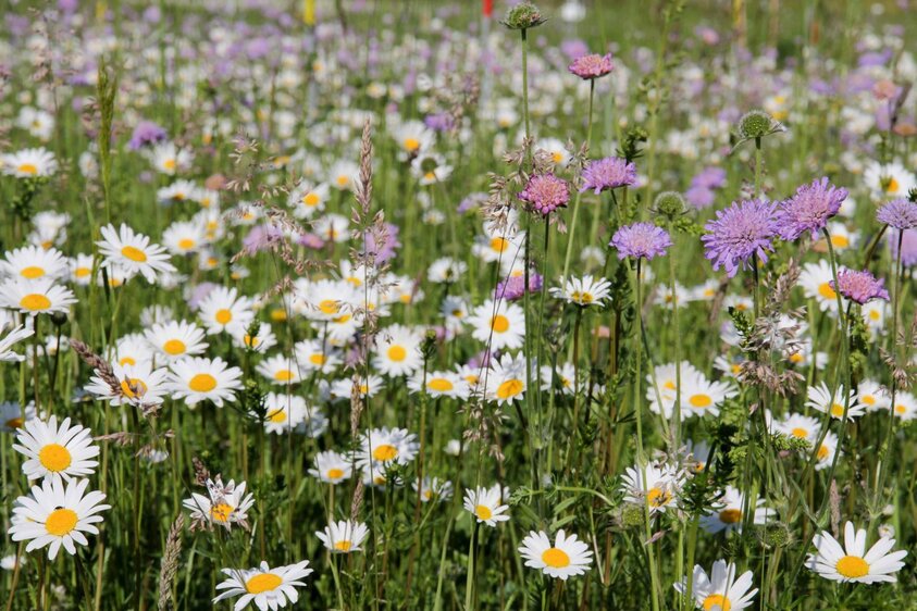 Nur bunt oder auch artenreich?