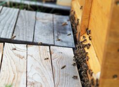 Naumburg-Bienenhonig-über-den-Dächern-Naumburgs-Bienen