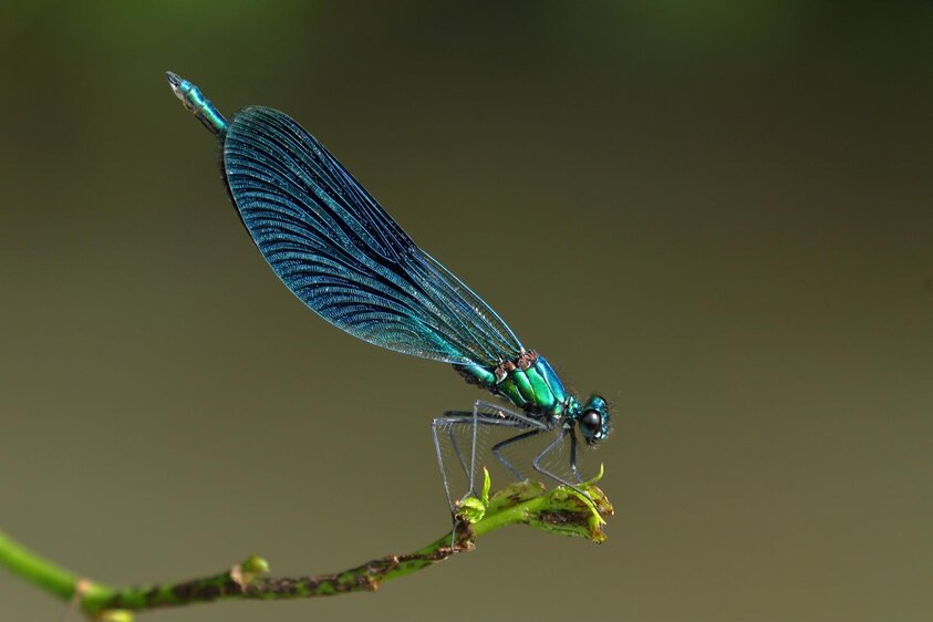 Kleine Flugdrachen - Libellen auf der Spur