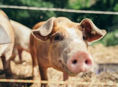 Lehesten-Biohof-Gönnamühle-Schwein