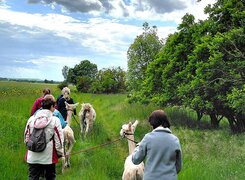 Salzatal-Devils-Stone-Alpacas-Wanderung