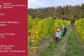 Weinlese im Weinberg