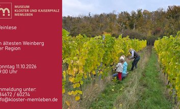 Weinlese im Weinberg