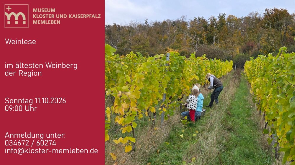 Weinlese im Weinberg