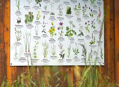 Nebra-Bienenlehrgarten-Schautafel