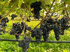 Seitenroda-Weinhaus-Leichsering-Trauben