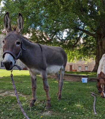 goseck-esel-und-ponyhof-tiere