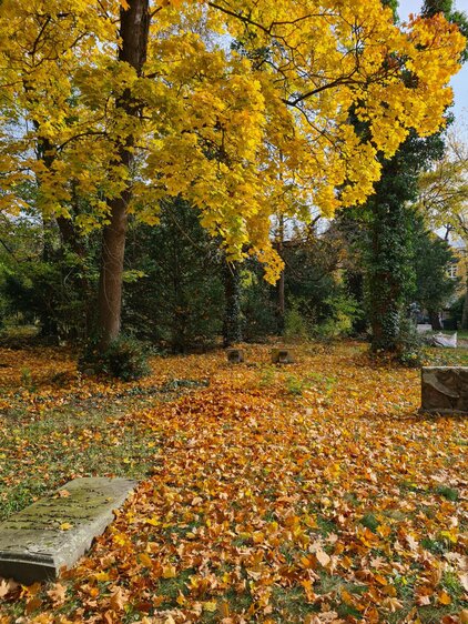 Botanisch-geschichtlicher Spaziergang über den Johannisfriedhof