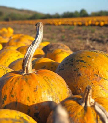 Landwirtschaftsbetrieb Johannes Reinhardt