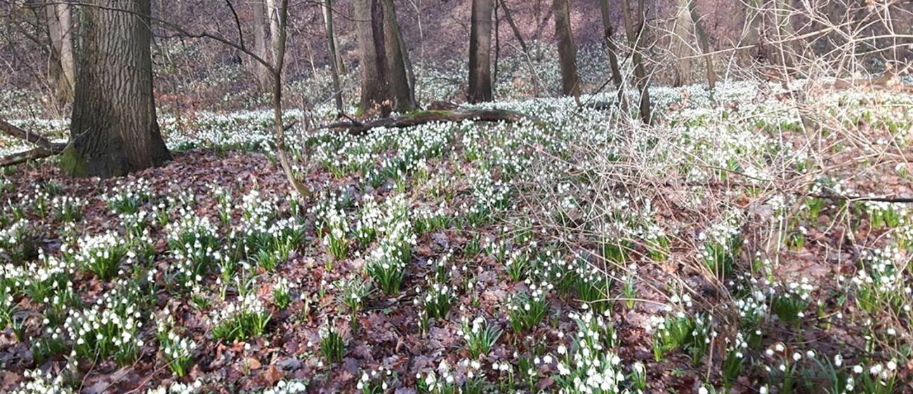 Das Märzenbechertal bei Landgrafroda ist vor allem von Mitte Februar bis Ende März eine Wanderung wert.