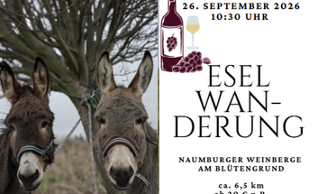 Eselwanderung in den Naumburger Weinbergen am Blütengrund