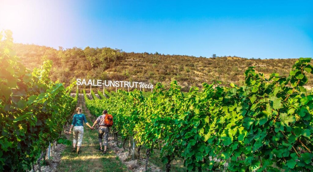 Paar wandert entlang der Weinstöcke durch die Saalhäuser Weinberge des Landesweingutes Kloster Pforta