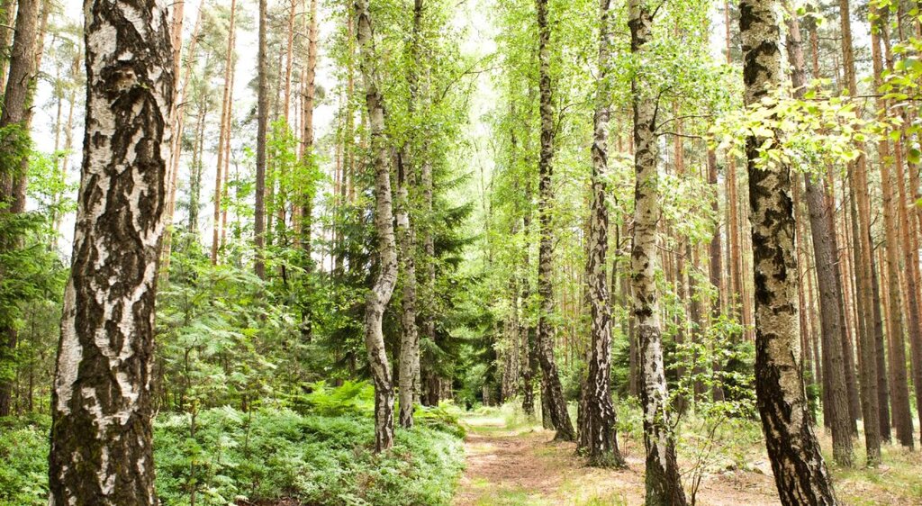 Weg von Birken gesäumt in der Jagdanlage Rieseneck bei Hummelshain
