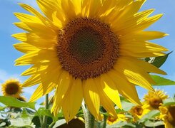 Obhausen-LWB-Susanne-Holter-Sonnenblume