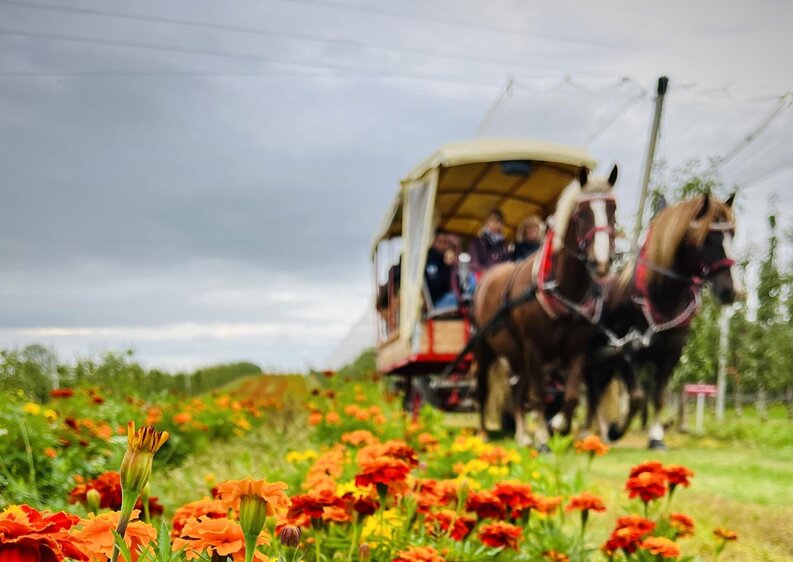 Hoffest "30 Jahre Obsthof Müller" Querfurt
