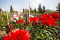 rote Dahlienblüte in Bad Köstritz