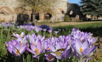 Öffentliche Führung: „Kaiserpfalz – Reichsabtei – Propstei“  