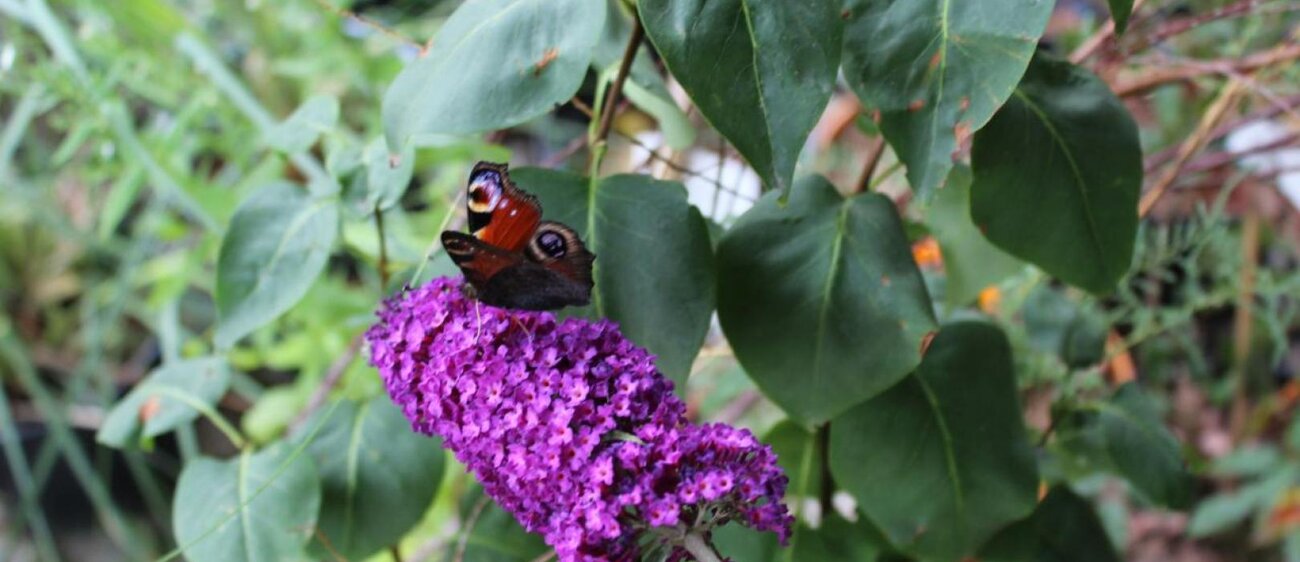 Eine Angebotsauswahl und einige Eindrücke des Pflanzenhof Zöthen.