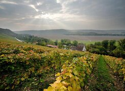 Blick vom Saalhäuser Weinberg