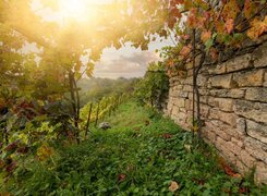 Naumburg-Weingut-Winzerbar-Weinberg