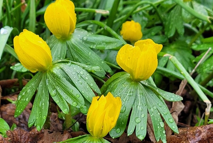 Winterlinge Nahaufnahme mit Tautropfen