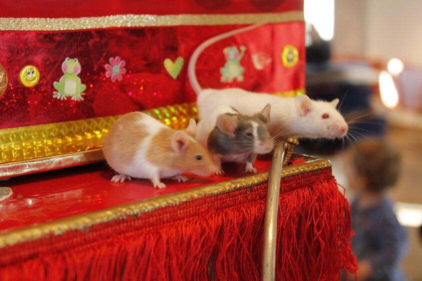 Mäusetheater & Ballontiere