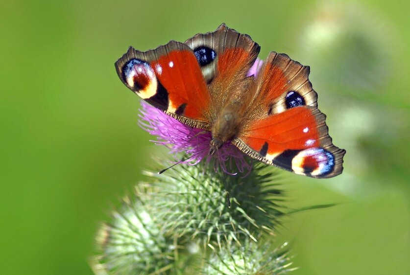 Fliegende Edelsteine 